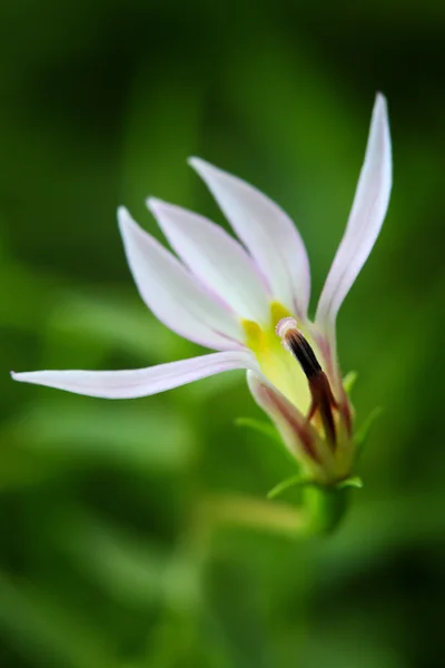 森林、チェンマイ、タイの野生の花 — ストック写真