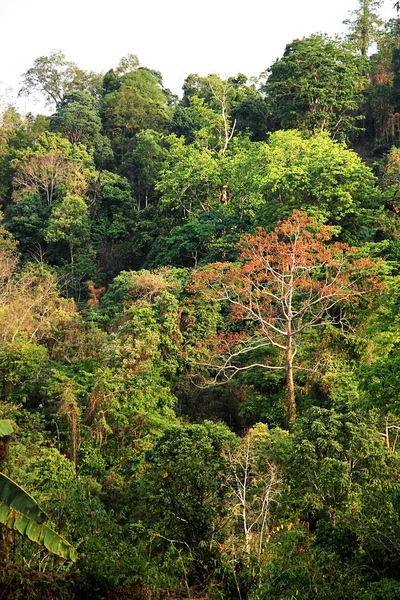 Kívül esőerdő, Chiang Mai, Thaiföld — Stock Fotó