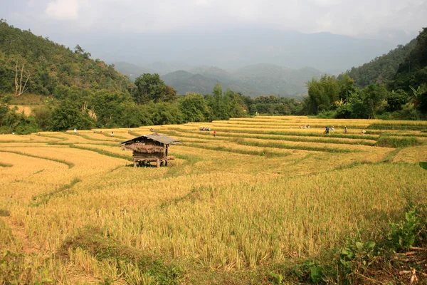 Paysage rizière dorée à la campagne, Chiang Mai, Thaïlande — Photo