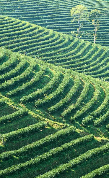 Plantation de thé frais en terrasses, Chiang Mai, Thaïlande — Photo