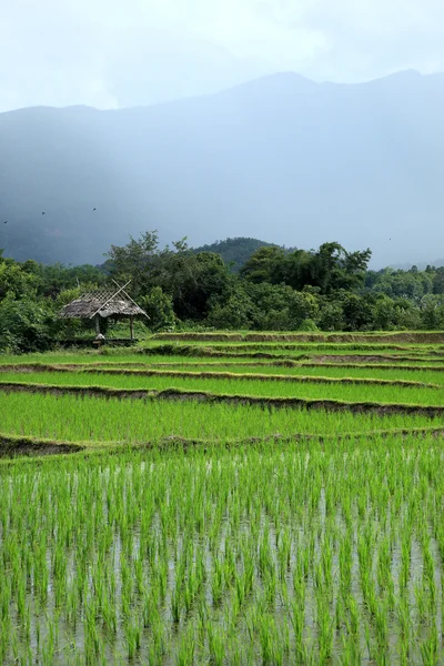 녹색 쌀 필드에, 치앙마이, 태국 — 스톡 사진