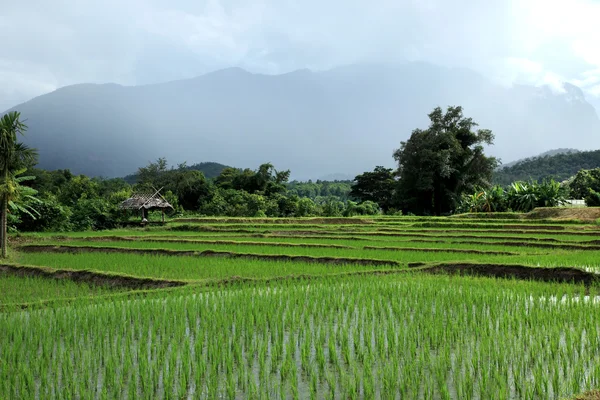 Paysage rizière verte à la campagne, Chiang Mai, Thaïlande — Photo