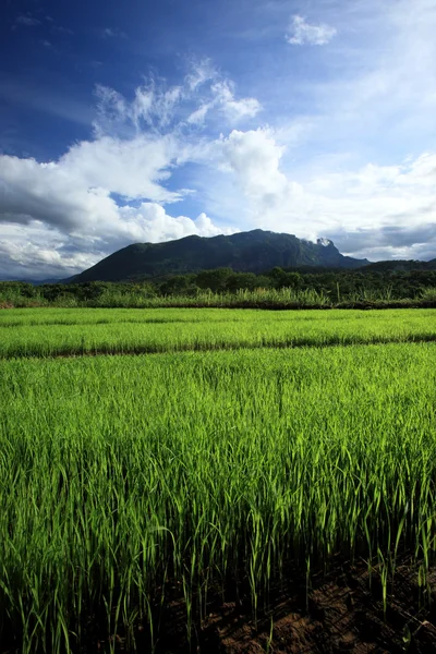 Green rice field in countryside, Chiang Mai, Thailand — Stock Photo, Image