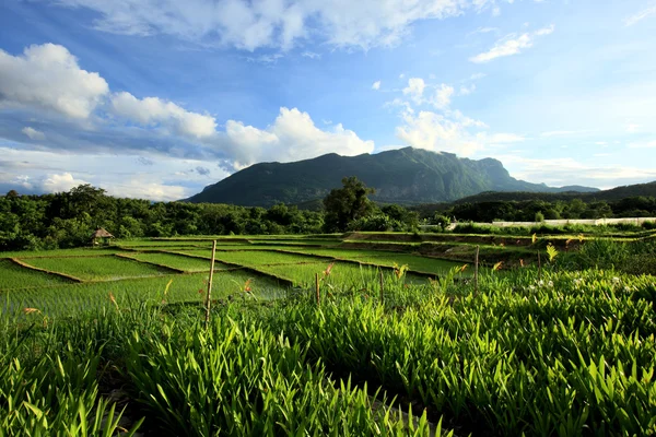 Paysage rizière verte à la campagne, Chiang Mai, Thaïlande — Photo