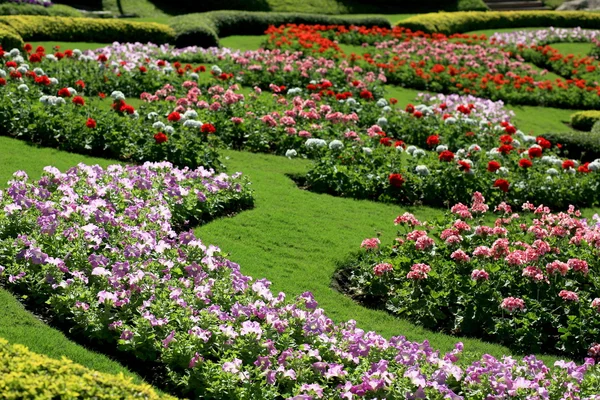 Jardim de flores colorido em Mae Fah Luang, Chiang Rai, Tailândia — Fotografia de Stock