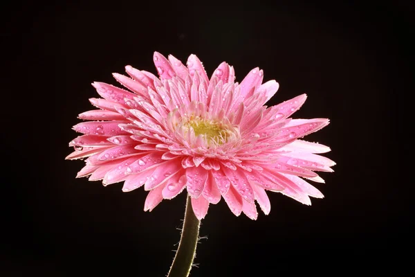 Gerbera rosa com gotas isoladas no fundo preto — Fotografia de Stock