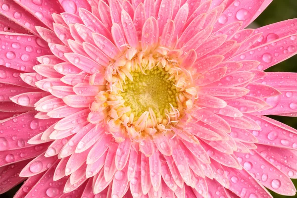 Gerbera rosa com gotas — Fotografia de Stock