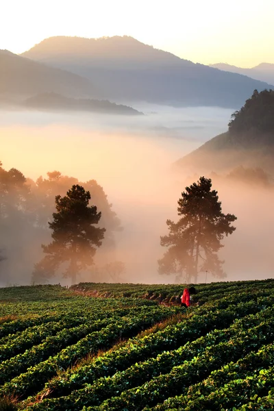 Champ de fraises dans la brume sur la montagne, Chiang Mai, Thaïlande — Photo