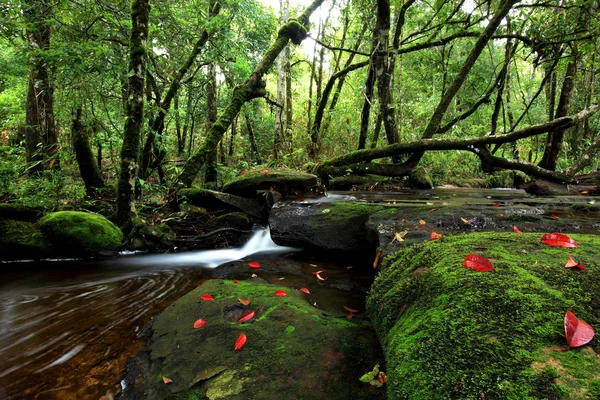 Güzel küçük şelale yağmur ormanlarında Chiang Mai, Tayland