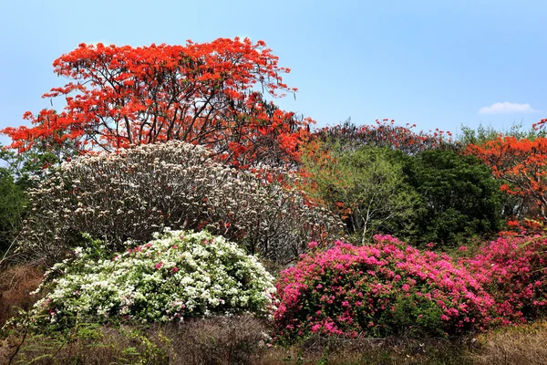 Renkli ağaç Chiang Mai, Tayland
