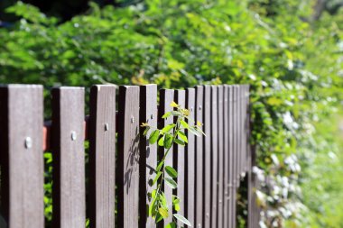 Bush arka planda futbol ile ahşap çit