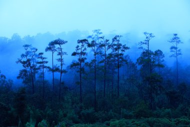 Kuzey Tayland güneş doğmadan önce sis yağmur ormanları