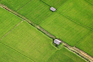 Orta Tayland paddy alanının havadan görünümü