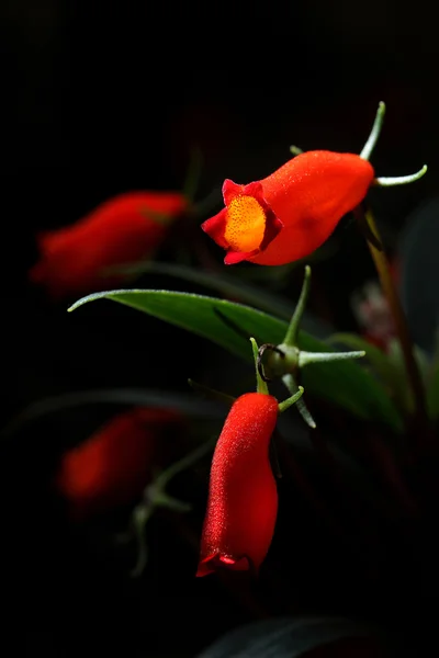 Red wild orchid flower in Northern Thailand on black background — Stock Photo, Image