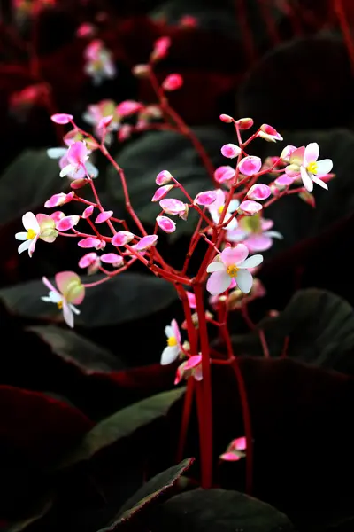 Hermosa flor silvestre en la selva de Tailandia —  Fotos de Stock