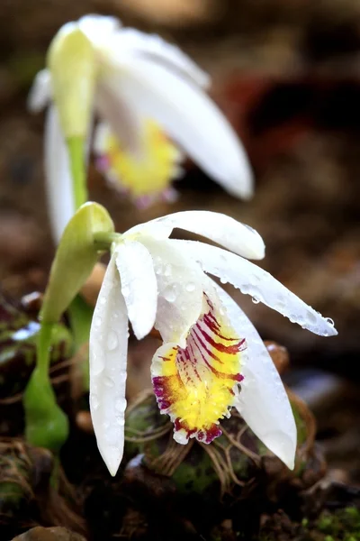 Flor de orquídea tailandesa silvestre en la selva tropical de Chiang Mai, Tailandia —  Fotos de Stock