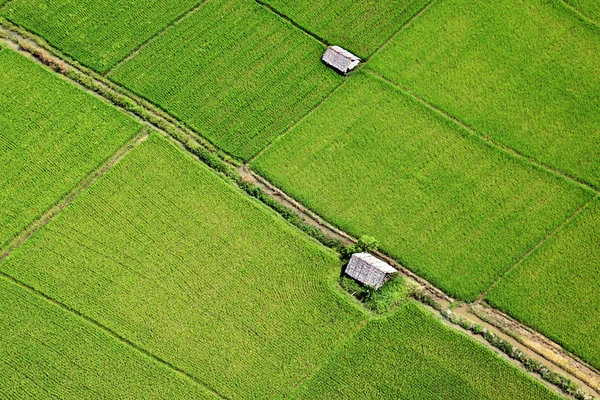 Vue aérienne de la rizière en Thaïlande centrale — Photo