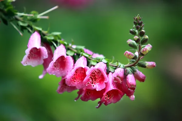 Flor silvestre rosa en la selva tropical de Chiang Mai, Tailandia —  Fotos de Stock