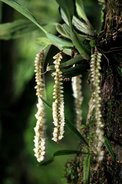 Flor rara de orquídea silvestre en la selva tropical del Parque Nacional Doi Inthanon en Chiang Mai, Tailandia —  Fotos de Stock