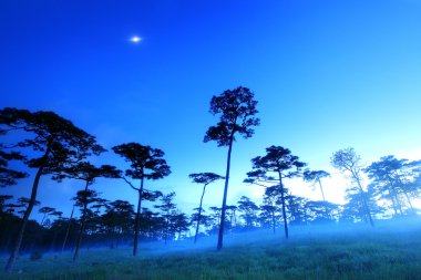 Mist in Pine forest with twilight at dawn, Phu Soi Dao National 