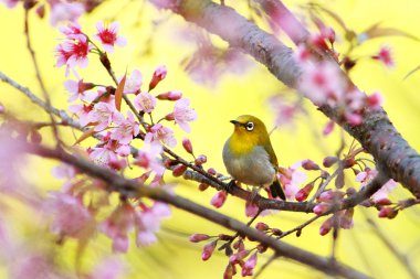 Oriental white-eye (Zosterops palpebrosus),small passerine bird,