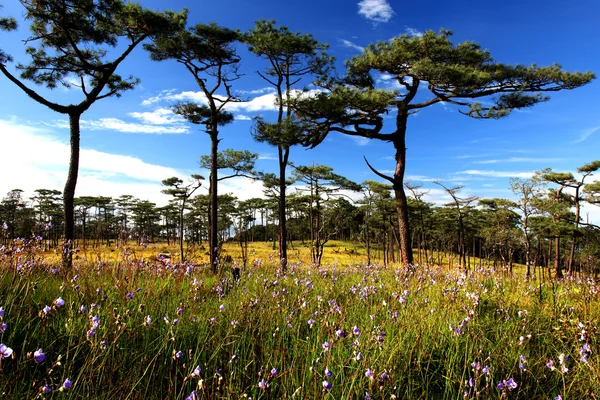 Murdannia giganteum Field, vadvirág, Phu Soi DAO nemzeti par — Stock Fotó