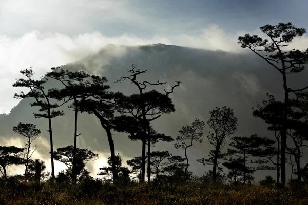 Niebla en bosque de pinos por la mañana, Parque Nacional Phu Soi Dao, Uttar — Foto de Stock