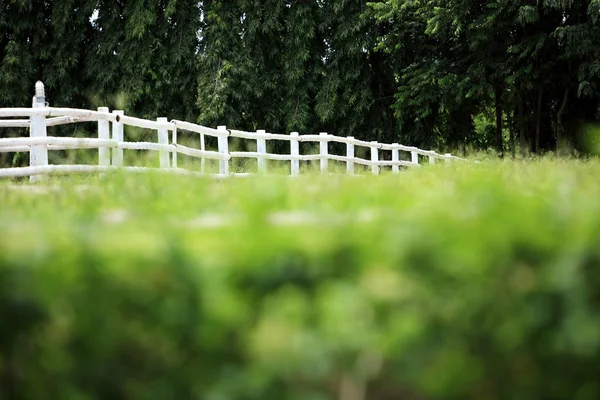 White fence with grass field