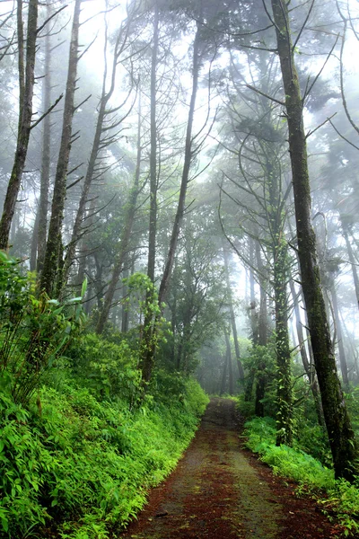 Mist in Rainforest at Doi Suthep Mountain on rainy season, Thail — Φωτογραφία Αρχείου