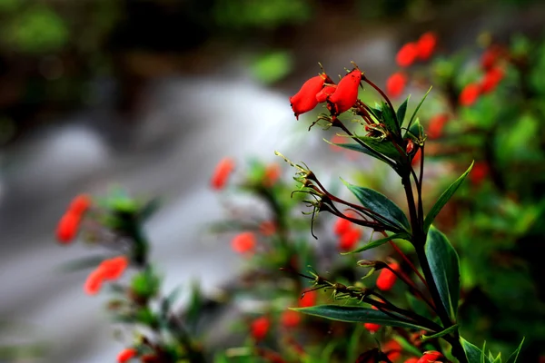Flor silvestre roja cerca de la cascada en la selva tropical en Doi Inthanon, Chi —  Fotos de Stock