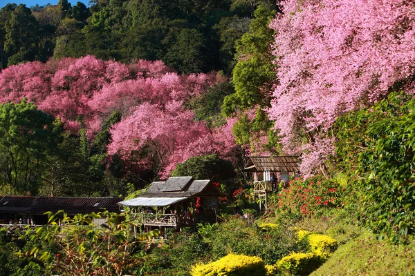 Landscape of Wild Himalayan Cherry Tree (Prunus cerasoides) blos