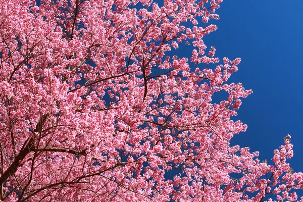 Крупный план дикой гималайской вишни (Prunus cerasoides) в Кхун-Мэе — стоковое фото