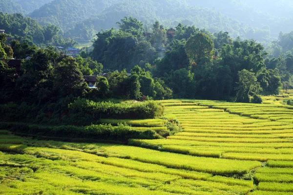 Terraced Paddy field in countryside, Chiang Mai, Thailand — 스톡 사진