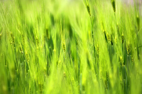 Closeup of poaceae field in countryside texture background. Obrazy Stockowe bez tantiem