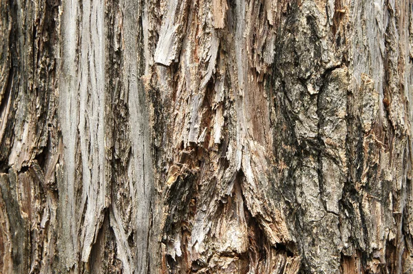 Old tree bark natural texture background — Zdjęcie stockowe