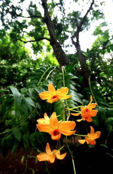 Oranje Thaise wilde orchidee in regenwoud, Inthanon berg, Chiang — Stockfoto