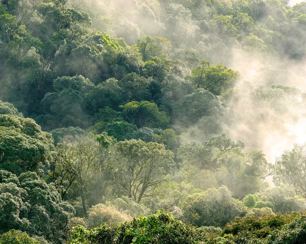 Vista aérea de la selva tropical con niebla y luz solar en la mañana — Foto de Stock