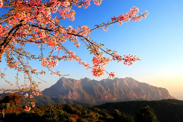 Closeup vahşi Himalaya Kirazın (Prunus cerasoides) Doi Lu ile