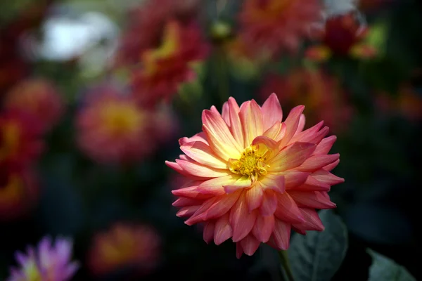 美丽的七彩菊花花在花园里，清迈，T — 图库照片
