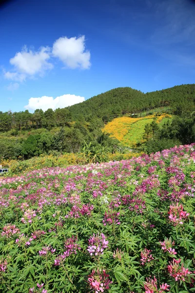Campo de flores silvestres roxas perto da montanha em Chiang Mai, Tailândia — Fotografia de Stock