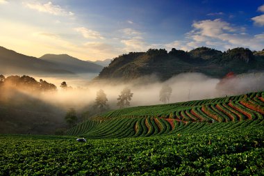 Organik çilek alan terasta, Doi Ang Khang, Chiang Mai,