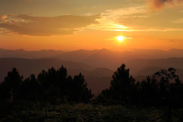 Paisaje del atardecer en Pine forest, Tailandia — Foto de Stock