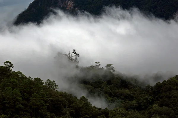 Paisaje vista de la selva tropical en la niebla por la mañana en la montaña, Doi — Foto de Stock