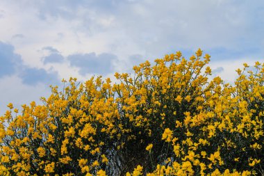 hor çiçeği ile gökyüzü bulutlu