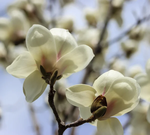 Flor de magnólia com flores brancas — Fotografia de Stock