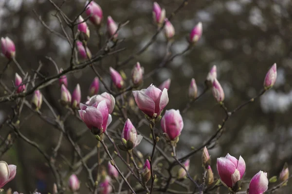 O jardim floresceu Magnolia Soulangeana — Fotografia de Stock