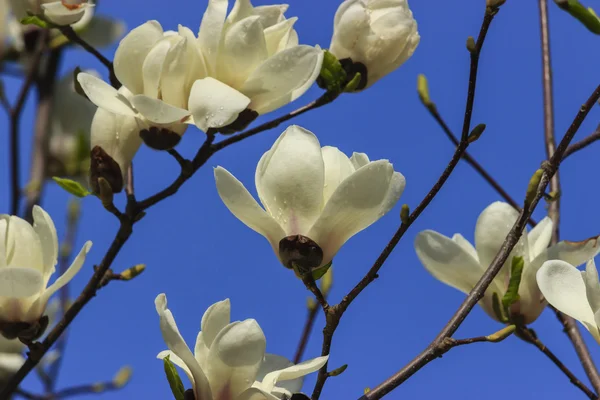 Flores brancas de magnólia — Fotografia de Stock