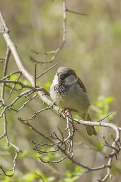 Sparrow sentado em um galho de árvore — Fotografia de Stock
