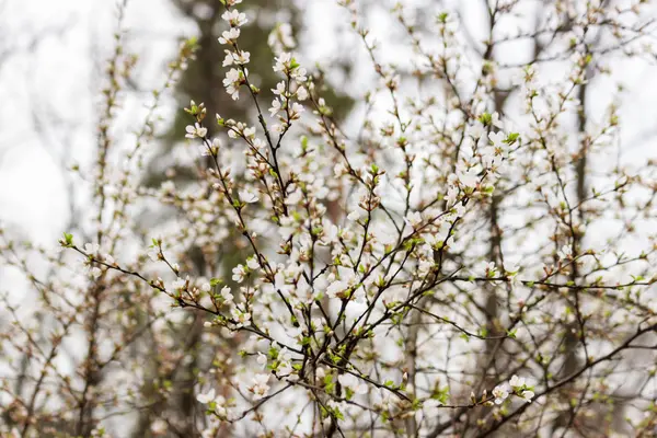Flowering branch of cherry — Stock Photo, Image
