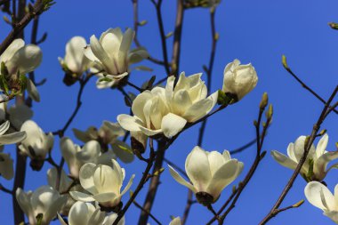 Manolyanın beyaz çiçekleri